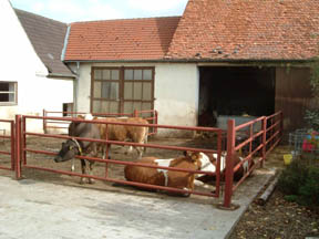 cow pen